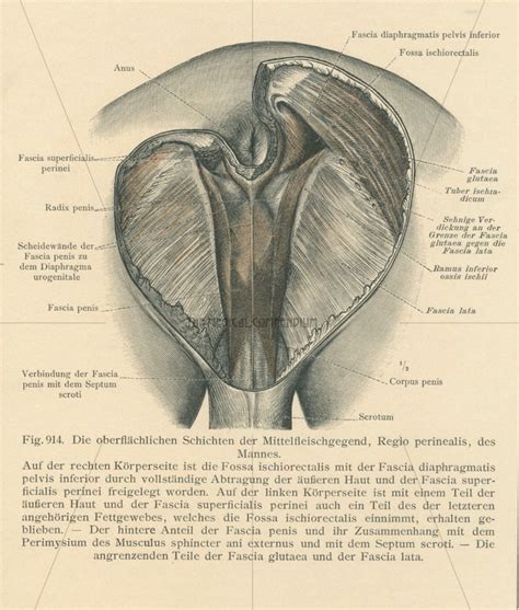 Antique Male Perineum Print Male Anatomy Print Genitals Etsy