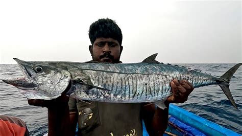 Catching King Mackerel Barracuda Grouper In The Sea YouTube