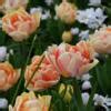 Tulipa Foxy Foxtrot Buy Plants At Coolplants