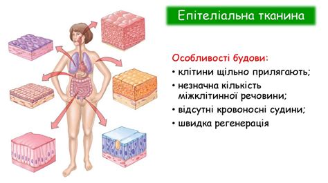 Тканини організму людини - презентация онлайн