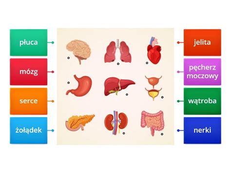 Narządy wewnętrzne Rysunek z opisami