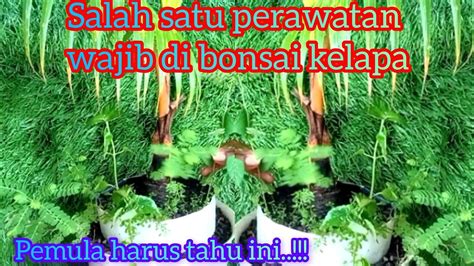 Salah Satu Perawatan Wajib Di Bonsai Kelapa Youtube