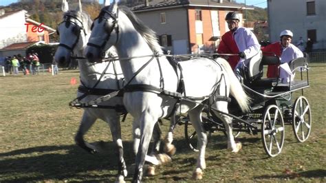 Gara Su Carrozza Sportiva Pariglia Di Cavalli Abbinata A Montalto