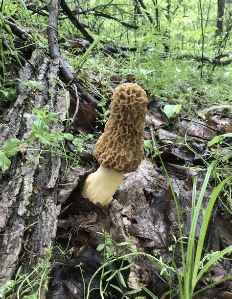 White Morel From Weirton Wv Us On April At Am By