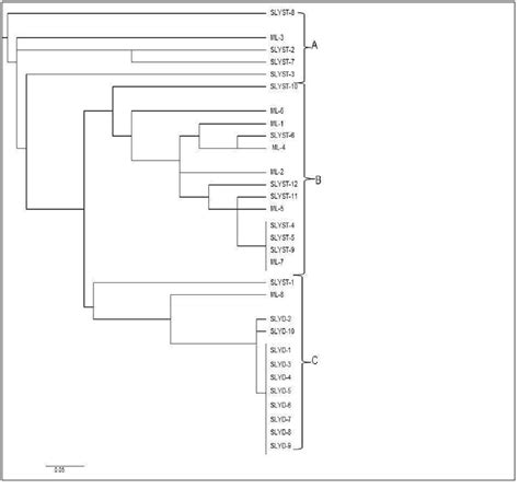 UPGMA Dendrogram Showing Clustering Pattern Between Di Morphological