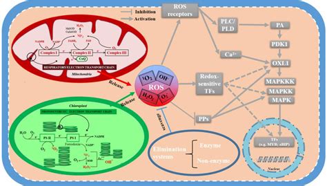 Figure 8 From The Metabolism Of Reactive Oxygen Species And Their