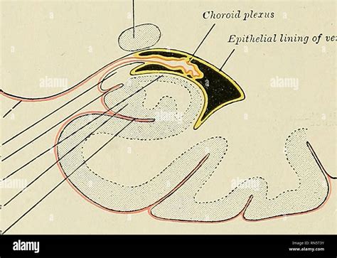 Anatomie descriptif et appliquée L anatomie 938 LE SYSTÈME NER VE