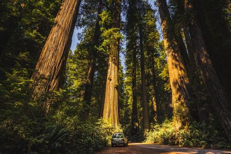 Facts About the Redwood Tree | Hunker