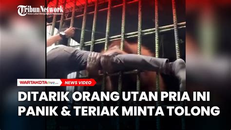 Ditarik Orang Utan Pria Ini Panik Dan Teriak Minta Tolong Youtube