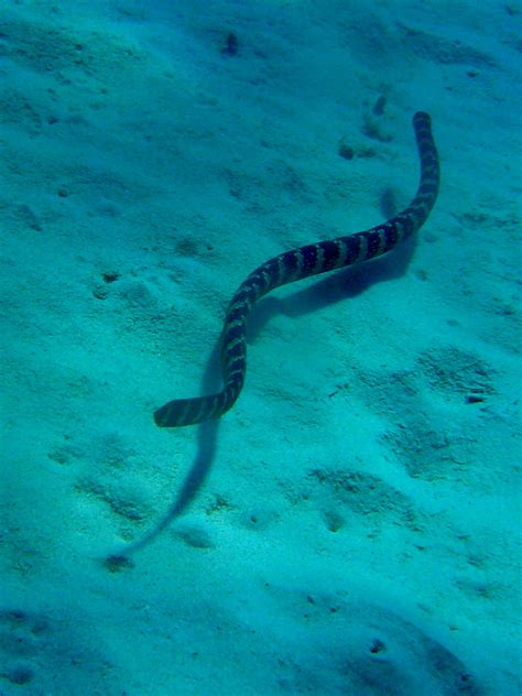 289 Iijima sea snake イイジマウミヘビ There are three possibili Flickr