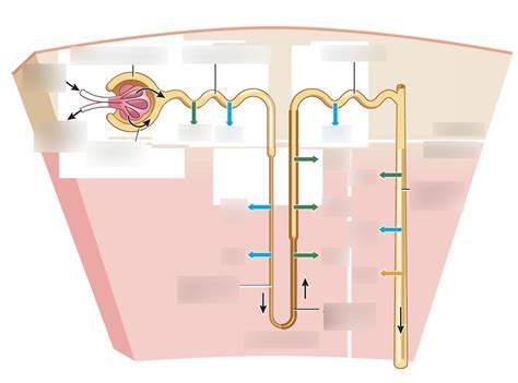 Renal Tubule And Collecting Duct Diagram Quizlet