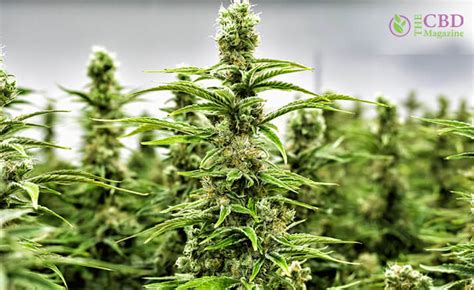 Top 7 Best Sativa Strains: Sativa Weed Strains For Creativity And Energy