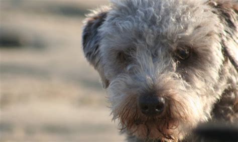 Bedlington Terrier Rescue - helping Bedlington Terriers and their crosses