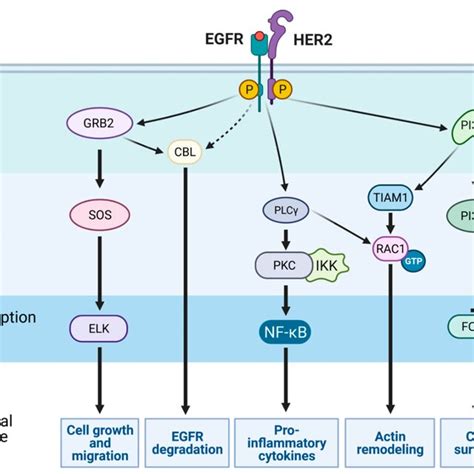 Egfr Mediated Signaling Pathways Receptor Tyrosine Kinases Rtks