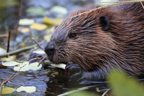 Creature Feature Natures Lumberjack The Beaver Forest Preserve