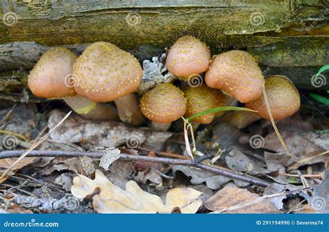 Armillaria Mellea Commonly Known As Honey Fungus Is A Basidiomycete