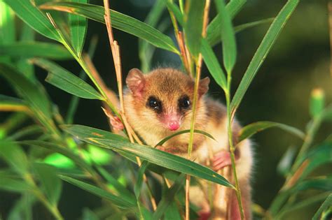 Mammals Microbiotheriamicrobiotheridae Or Monito Del Monte