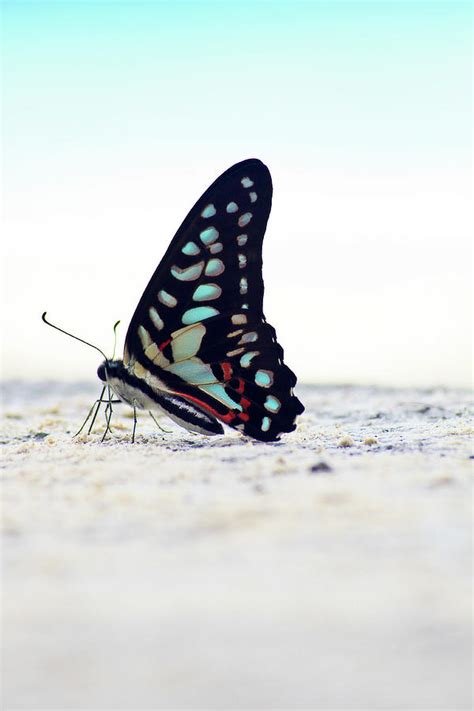 Butterfly On The Beach by Photo By Shaz Ni