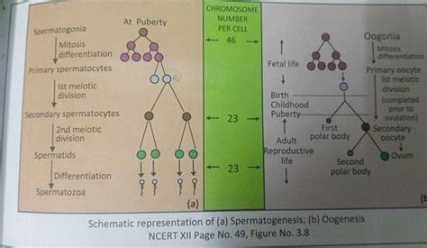 Schematic Representation Of A Spermatogenesis B Oogenesis Ncert Xii