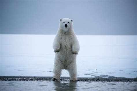 Standing Polar Bear