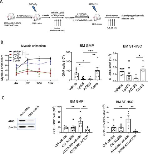 Autophagy Inhibition Reduces Repopulating Capacity Of Flt3 Itd Aml Stem