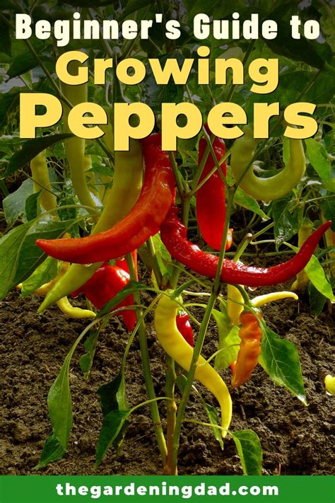 How To Grow Peppers From Seed In Easy Steps Guide Easy