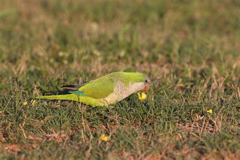 Monk Parakeet Myiopsitta Monachus Cape Coral Florida Stock Image