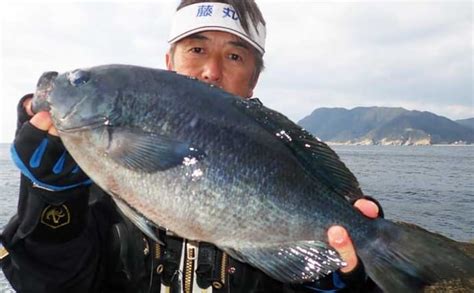 磯フカセ釣りで477cm頭に良型クロ（メジナ）連打 瀬際でヒット Tsurinews