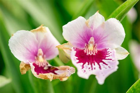 Orchideen Krankheiten Schädlinge bekämpfen Plantura