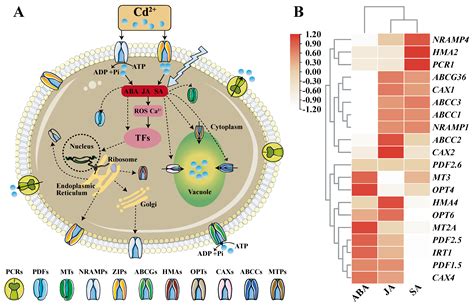 IJMS Free Full Text Metalloprotein Specific Or Critical Amino Acid