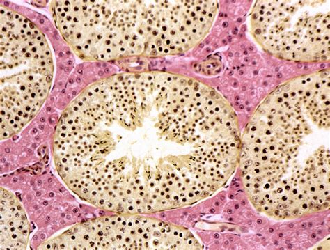 Seminiferous Tubules Light Micrograph Photograph By Steve Gschmeissner