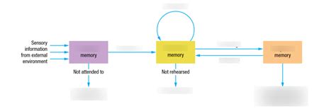 Diagram of Atkinson-Shiffrin's multi-store model of memory | Quizlet