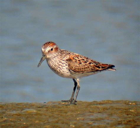 Western Sandpiper Ebirdr