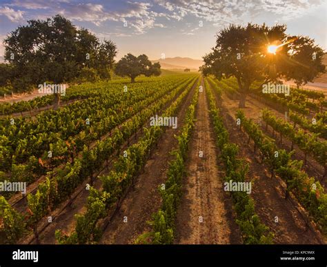 Aerial View Of Vineyard Hi Res Stock Photography And Images Alamy