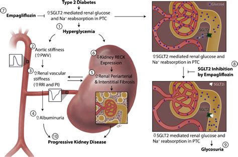 Glycemic Control By The Sglt Inhibitor Empagliflozin Empa Decreases