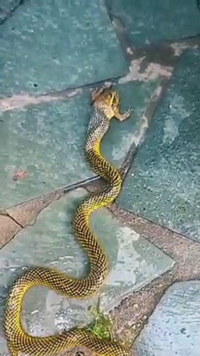 Morador Flagra Cobra Devorando Sapo Dentro De Casa Em Blumenau Veja