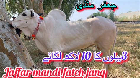 Jaffar Mandi Today Latest Update Ll Part Ll Domail Mandi Ll