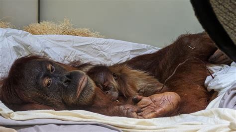 Denver Zoo welcomes a baby orangutan - Axios Denver