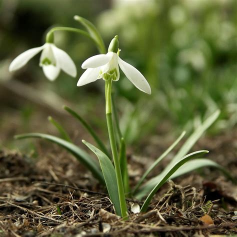 Species Of UK Week 7 Common Snowdrop Galanthus Nivalis