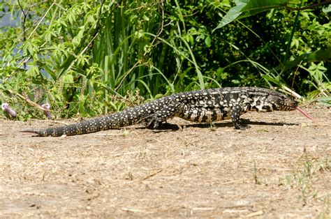 Florida S Lizards