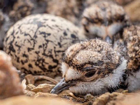 Killdeer Nesting (All You Need To Know) | Birdfact