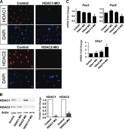 Effects Of Mo Mediated Gene Silencing Of Hdac And Hdac On Gene