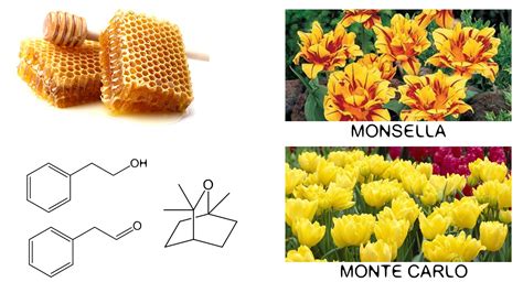 Colore E Odore Parte Iii Tulipano Materie Prime