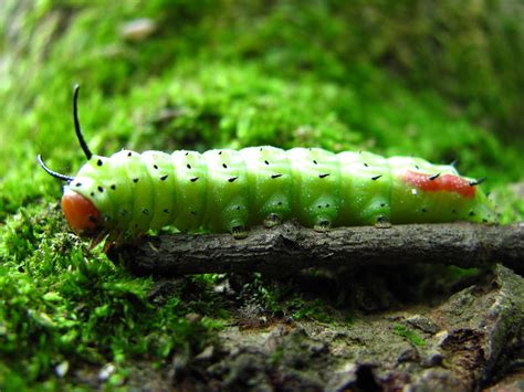 Rosy Maple Moth Caterpillar Photograph by Joshua Bales