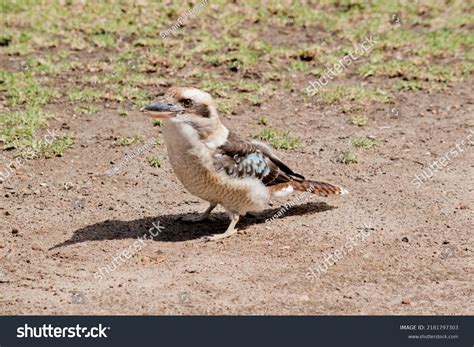 Laughing Kookaburra Largest Kingfishers Has Large Stock Photo