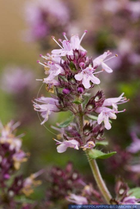 Thymus Serpyllum Alias Creeping Thyme Hippocampus Bildarchiv