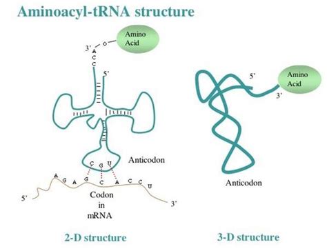 Biol2202 Module 1 Genes And Mutation Flashcards Quizlet