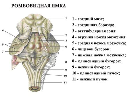 Продолговатый мозг и мост - online presentation