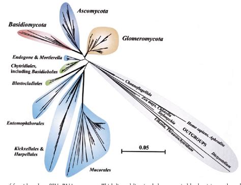 Glomeromycota | Semantic Scholar