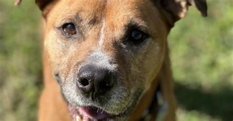 Un chien âgé et négligé trouve enfin un foyer chaleureux après plus d